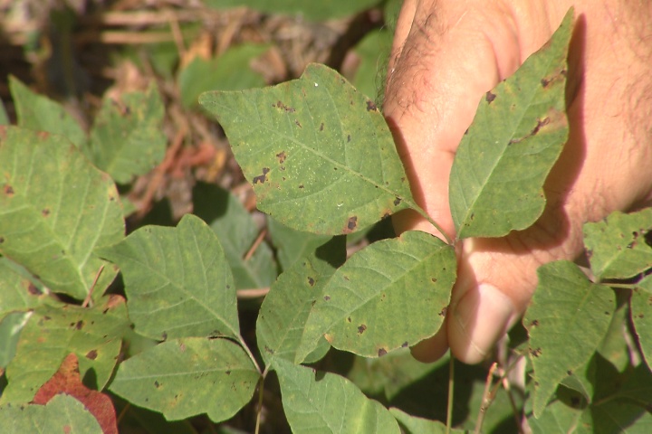 Here’s how to identify poison ivy